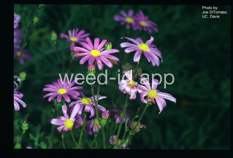 ragwort, purple